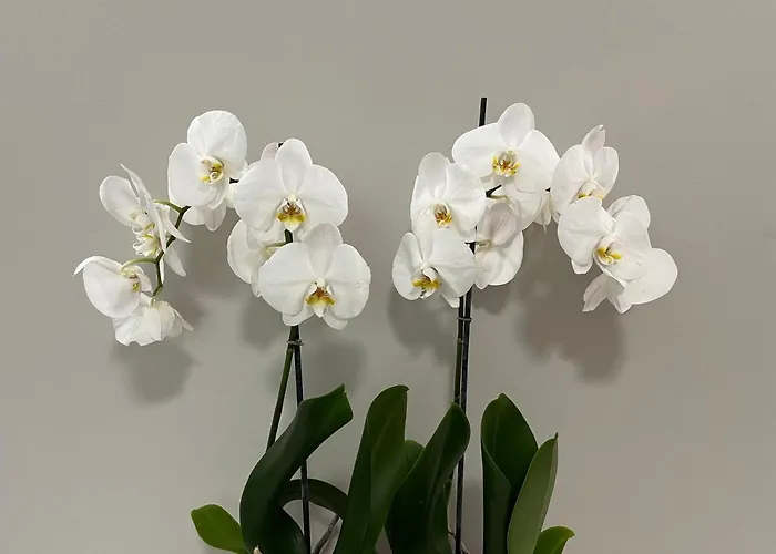 Le Stagioni Dellarena Апартаменты *